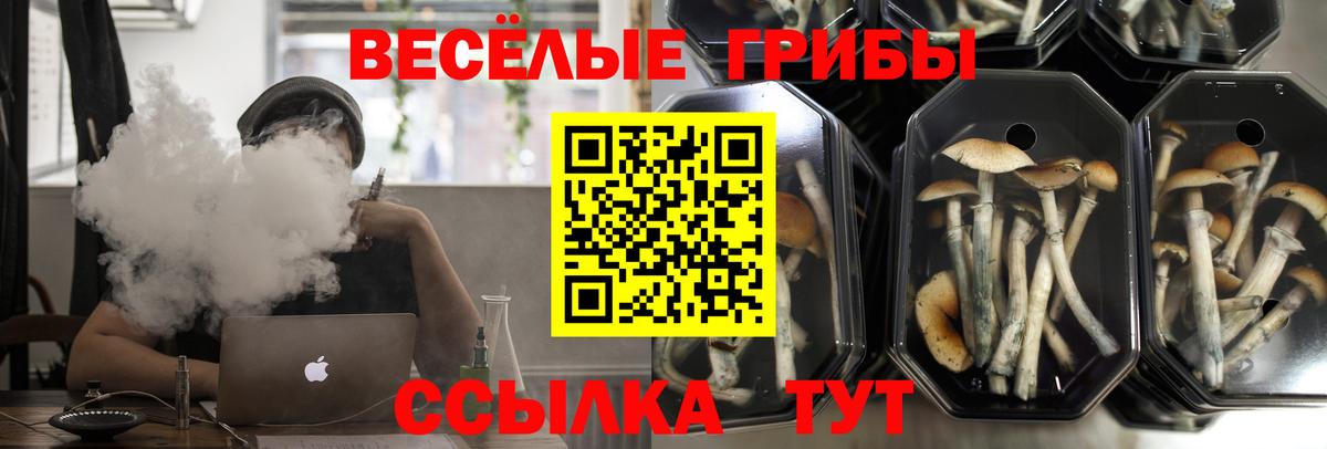 Шатура  Галлюциногенные грибы GOLDEN TEACHER  Вход с VPN 